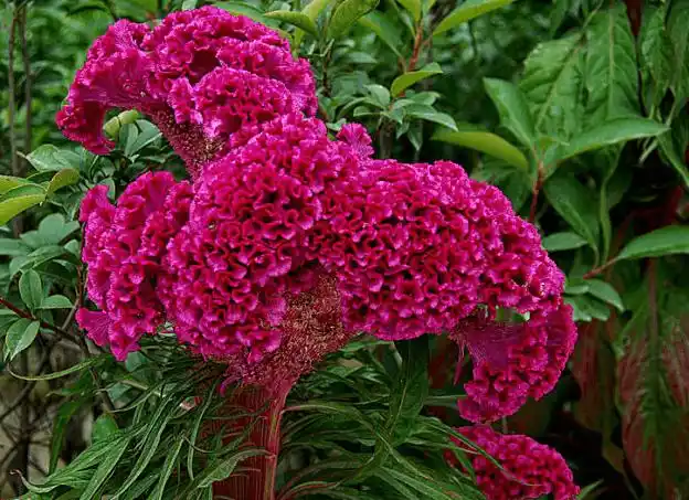鸡冠花花语介绍!