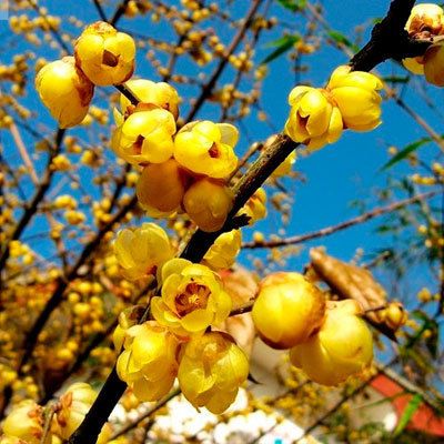 梅花树苗【磬口腊梅】名贵品种 浓香型 当年寒冬开花 盆栽梅花