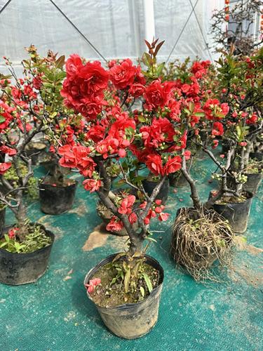 木本海棠长寿冠长寿乐 铁杆海棠 大花重瓣红色海棠  十二一重海棠