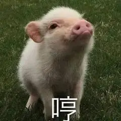 猪gif萌宠gif哼gif生气gif撒娇gif