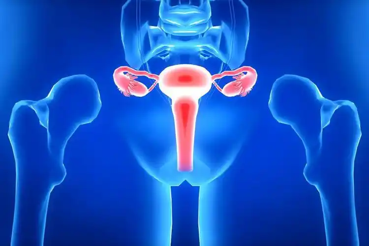 女性子宫位置图