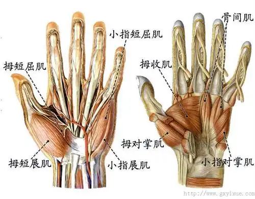 解剖生理学网络课程