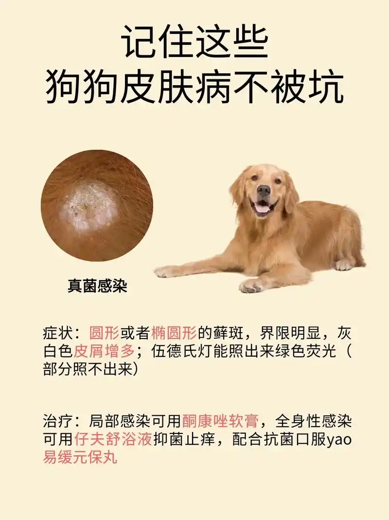 看图自检狗狗皮肤病//欢迎询问~~有皮肤病的铲屎官们,可以看 - 抖音