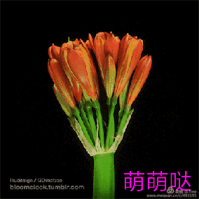 微信花卉动态问候语表情图集