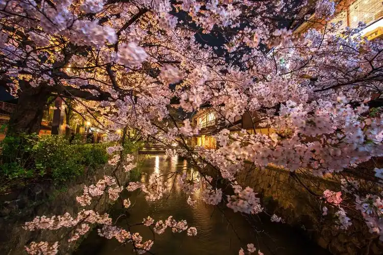 繁花醉人:樱花季的日本京都
