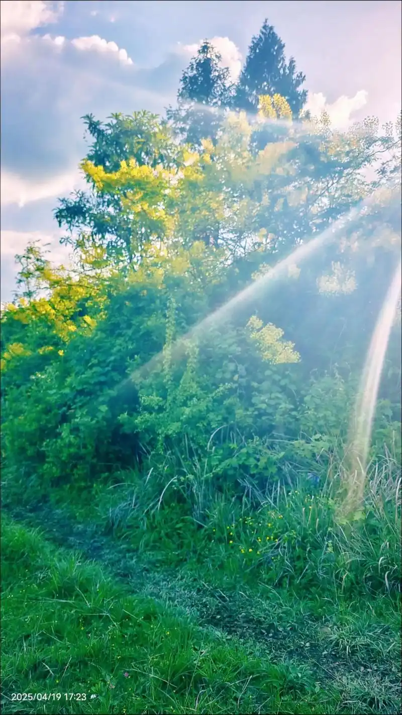 治愈系风景 太阳照射在小黄花是多么的亮眼,可惜拍不出来的美