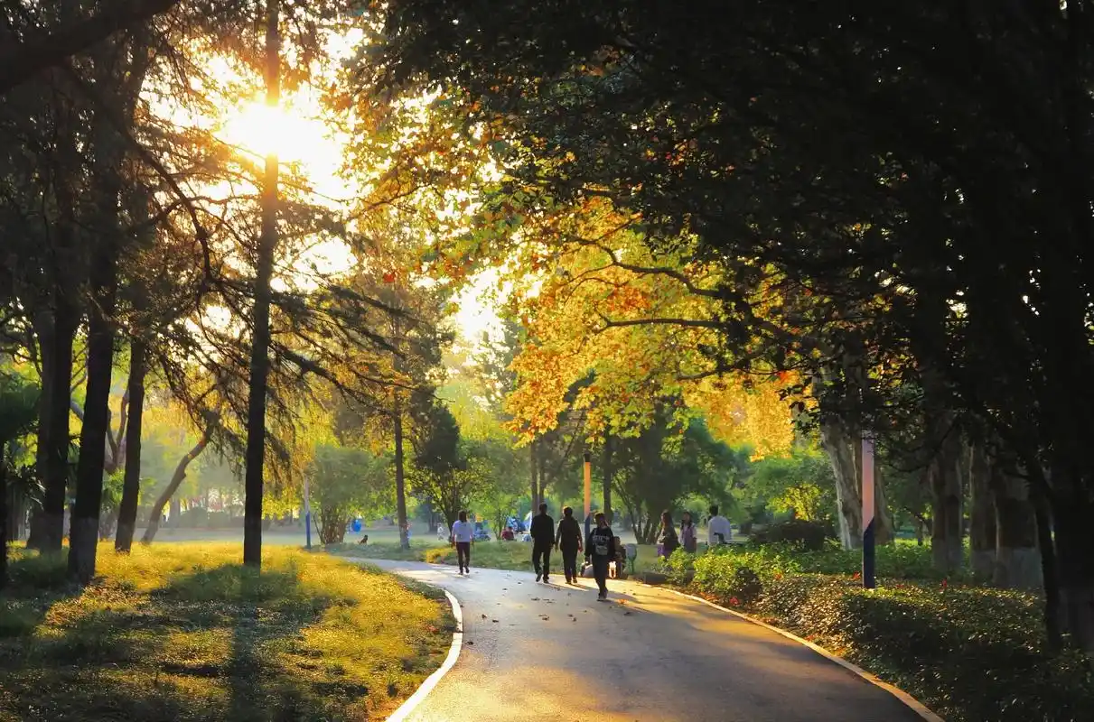 秋森系 #风景 #秋天  #摄影  - 抖音