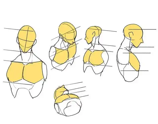 人体上半身绘画干货素材体块参考很不错哟