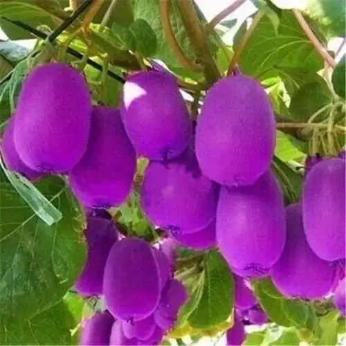 太有意思了!送给群里的朋友!_紫色