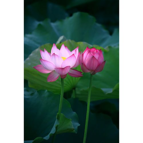 原创高清花卉摄影 - 粉红荷花/姐妹花(1张) 高分辨率手机壁纸图片