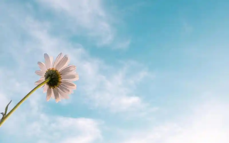 清新淡雅的小雏菊来袭