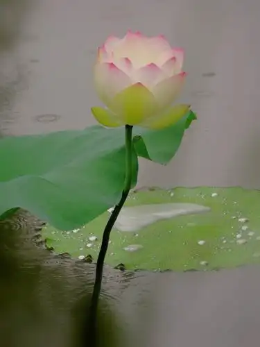 雨后禅荷花岛荷花靓丽 - 美篇