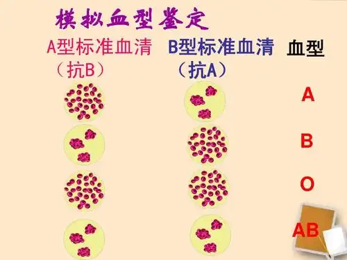 七年级生物下册 第四节输血与血型课件 人教新课标版ppt 模拟血型鉴定