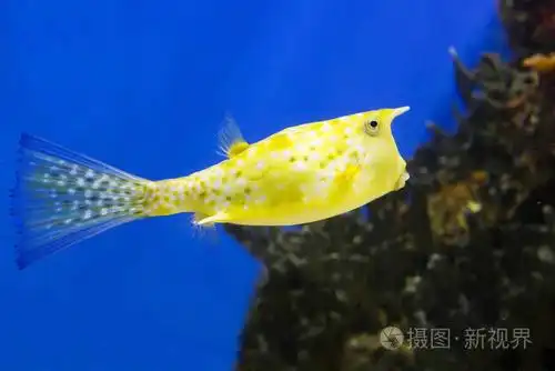 牛鱼长角它是一种常见的热带鱼类在印度洋太平洋和大