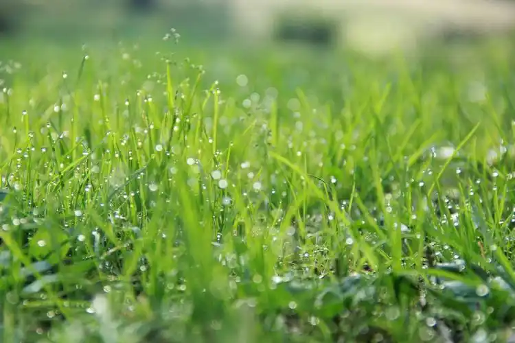 作品描述: 清晨的玄武湖整个沉睡在温暖的阳光妈妈的怀里,青青的小