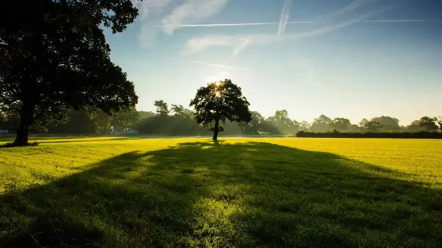 树木,公园,草,绿色,天空,云,阳光 壁纸
