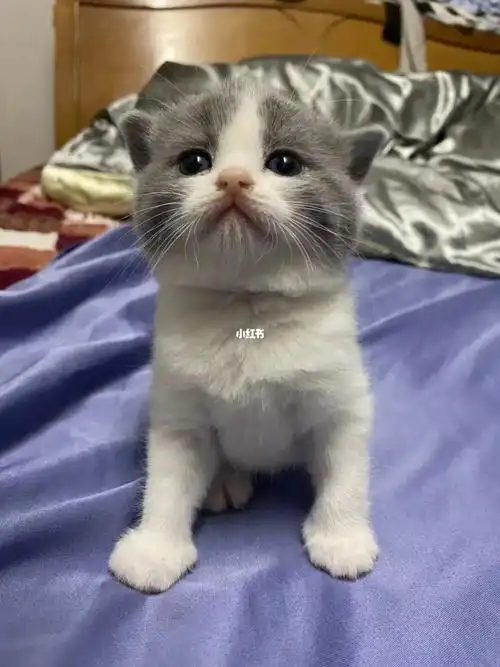 英短蓝白蓝猫接受预定七喜的宝宝