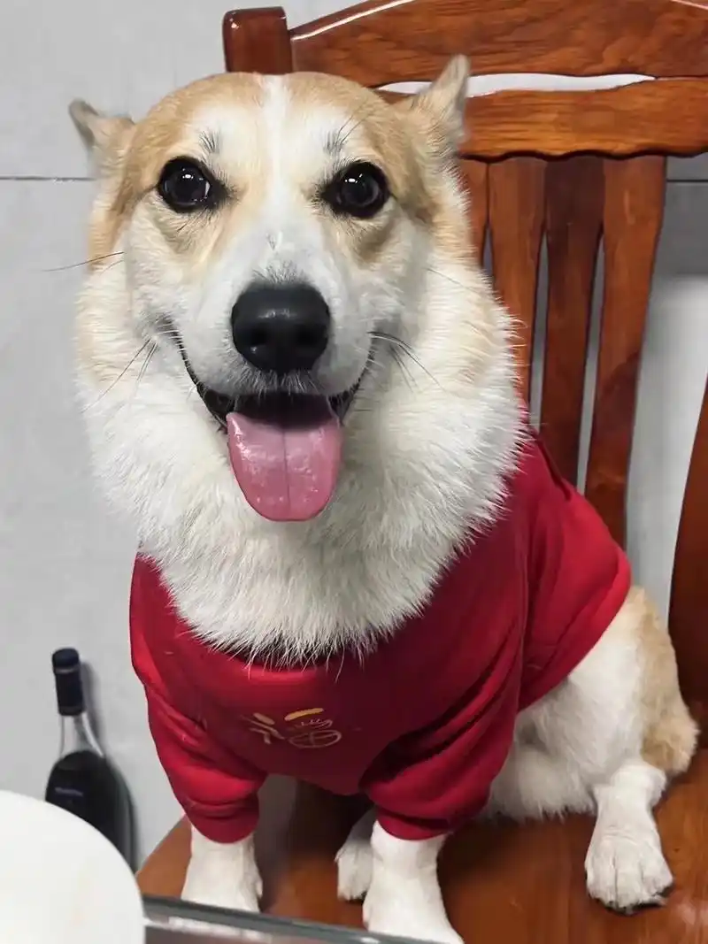 寻狗启事.品种:柯基(公犬,3岁)特征:眼睛上方有两撮小黑 - 抖音