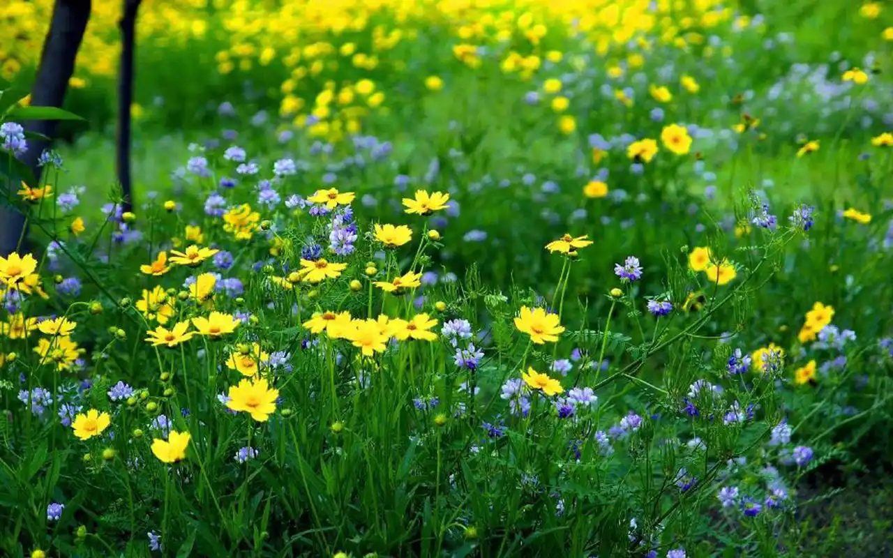 清新护眼花卉图片高清壁纸