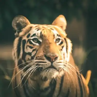 个性凶猛威风的老虎qq微信霸气头像图片