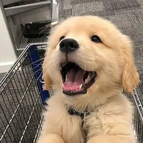 胖嘟嘟狗狗的圆脸非常可爱头像