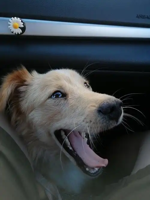 七个月大的金毛串串