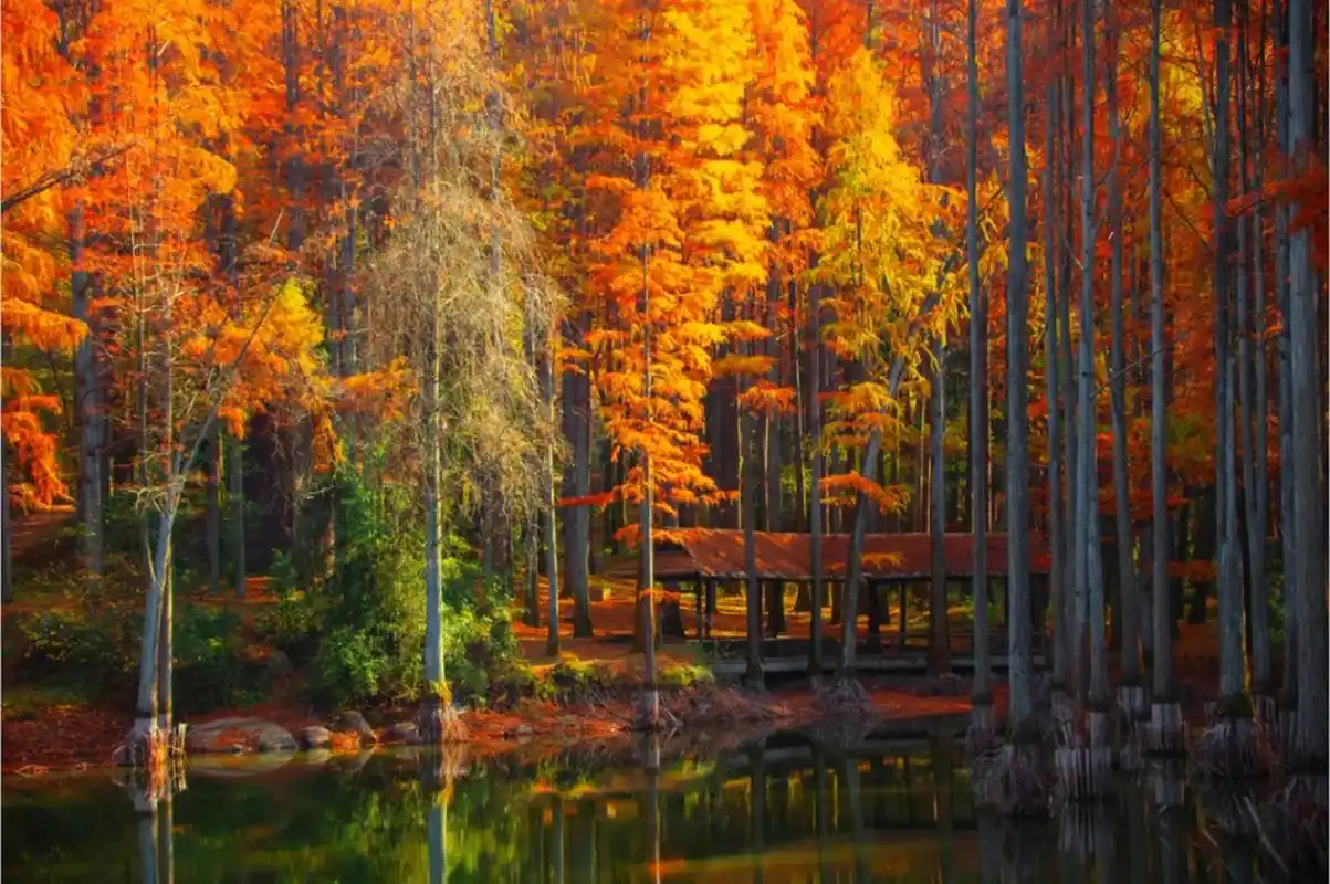 金秋图文动态创作节# 初冬时节,信阳波尔登森林公园仿佛是泼了油彩
