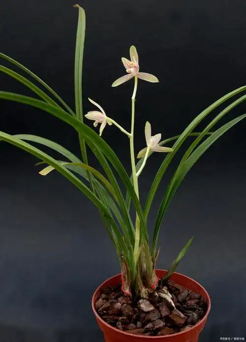 兰花形态与花色如何区别不同色彩品种栽培运用最广泛兰花品种