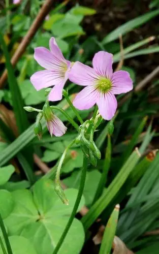 美丽大自然鲜花处处开
