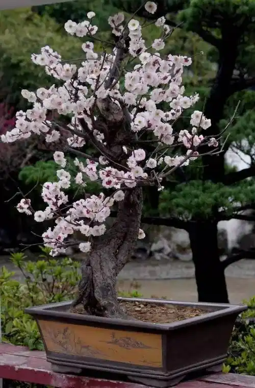 精品梅花盆景美醉了