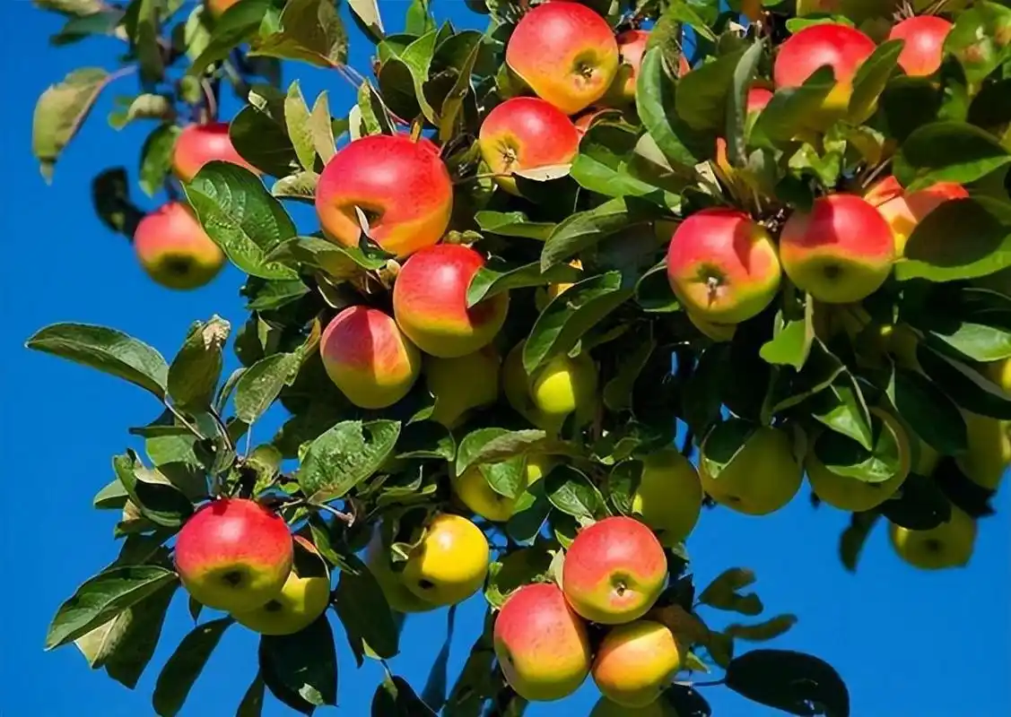 苹果本不叫苹果古人取了个很唯美的名字被日本人沿用至今