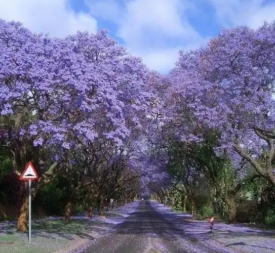 植树节!世界上最美的10棵树,日本的最漂亮,新西兰的最神奇