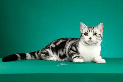 美国短毛猫|摄影|宠物摄影|amyworks广州阿斌 - 原创作品 - 站酷 (zco