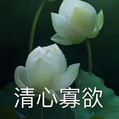 荷花表情包让我们的丧更加圣洁还可以用来做头像一包两用