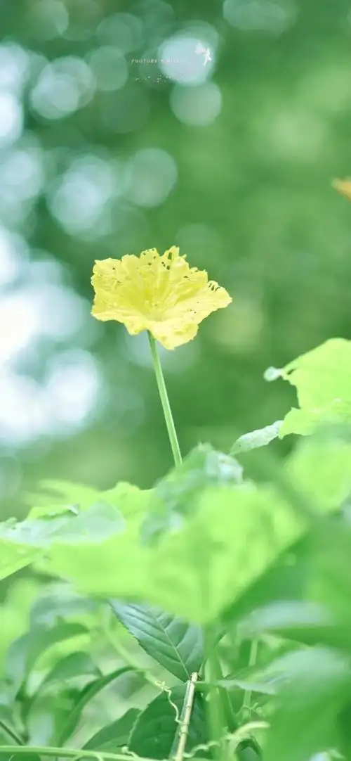 690_1493竖版 竖屏