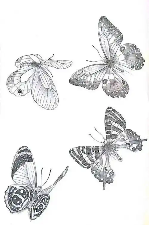 一组蝴蝶工笔画白描素材,太美了!