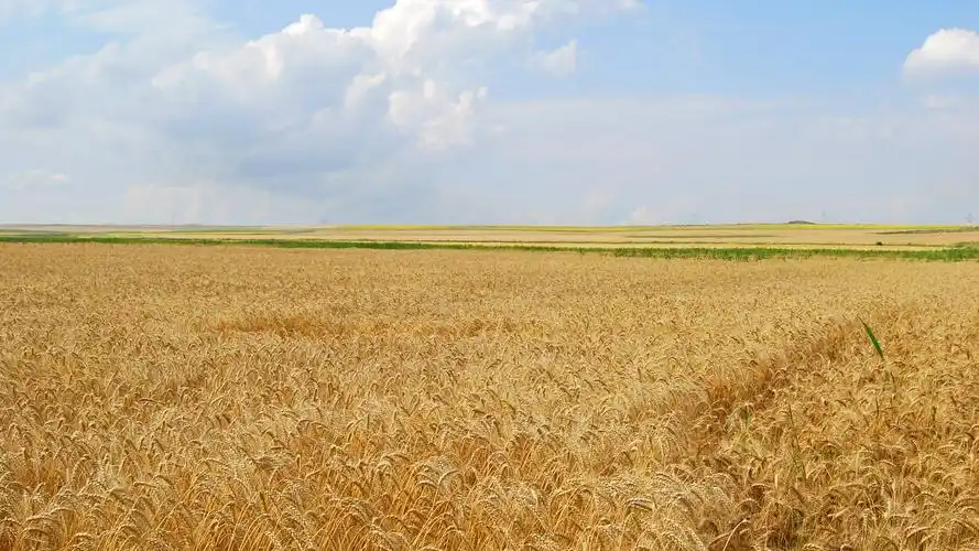 麦穗麦田 壁纸(四) #14 - 1920x1080