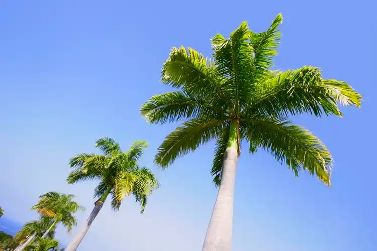 在热带地区的棕榈树