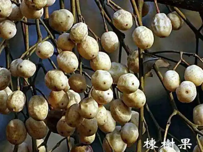 两界美食孟婆汤:能清零人生的一碗汤,熬汤用料6味都是草|酸黄瓜|萝卜