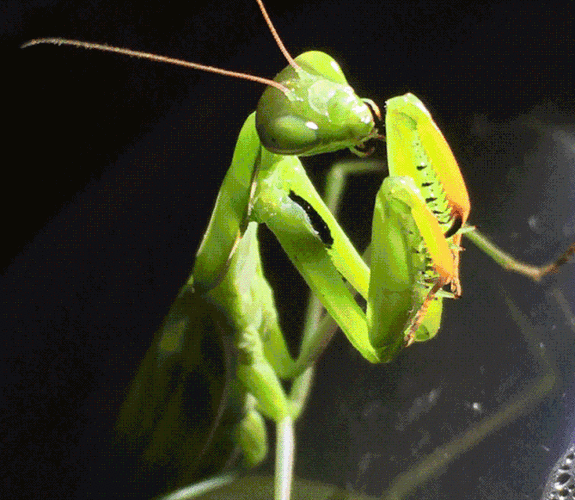 发生着一连串有趣的故事仗义的瓢虫,善良的蜘蛛,智慧的昆虫朋友们引发