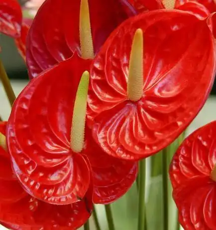 家庭养花要注意,做对这三点才能聚家财保平安!