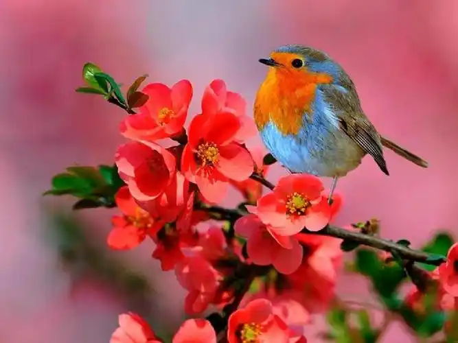 让你无法忘怀的美丽风景_图片_花鸟草木_大自然_山水_春夏秋冬_背景