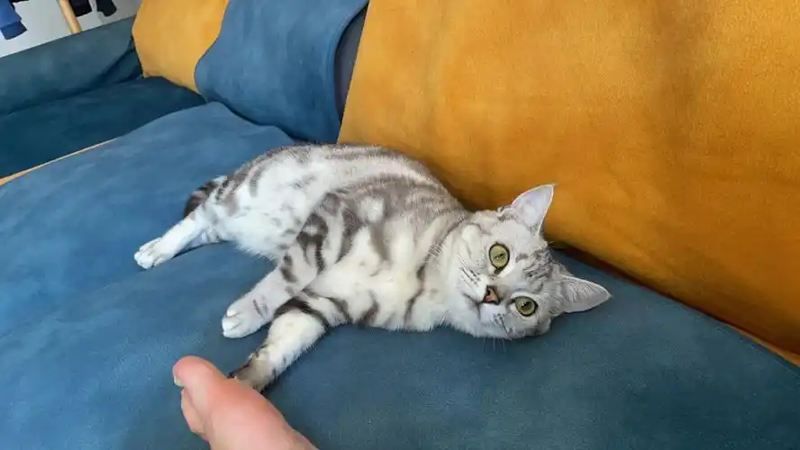 想问一下养美短的友友们,你们的美短猫咪毛色咋样