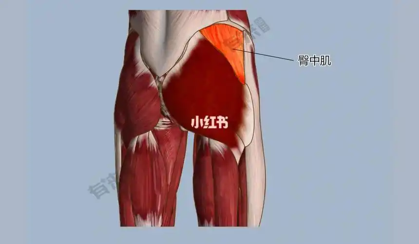 瑜伽普拉提运动与解刨臀中肌