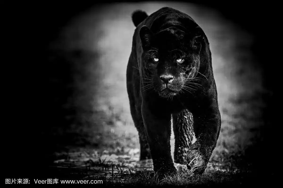 黑色背景的黑色美洲虎