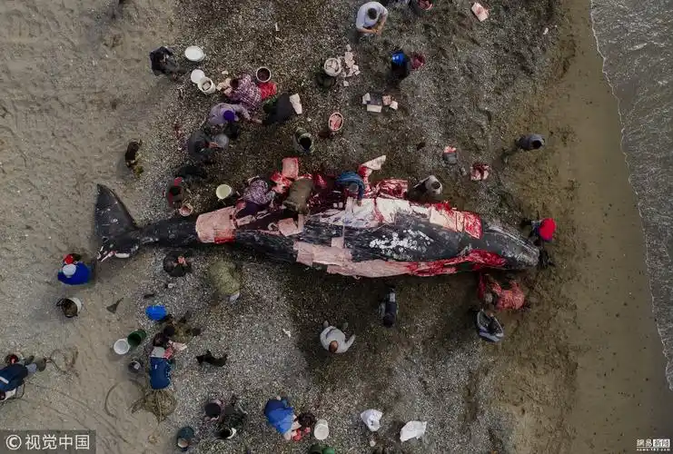 俄罗斯远东原住民捕猎屠宰灰鲸画面血腥