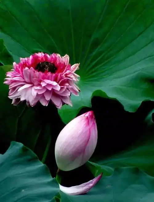 佛教珍品观赏莲花:千瓣莲(原创首发)