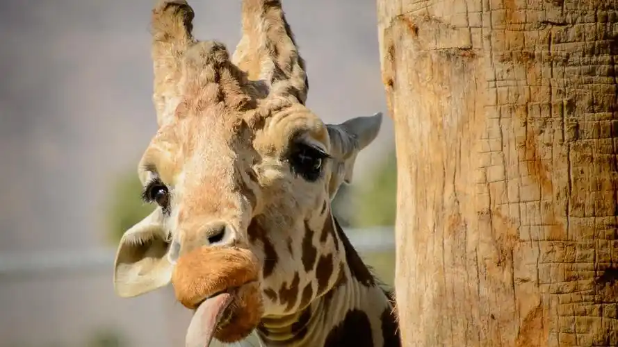 长颈鹿滑稽的时间,舌头,面孔 壁纸