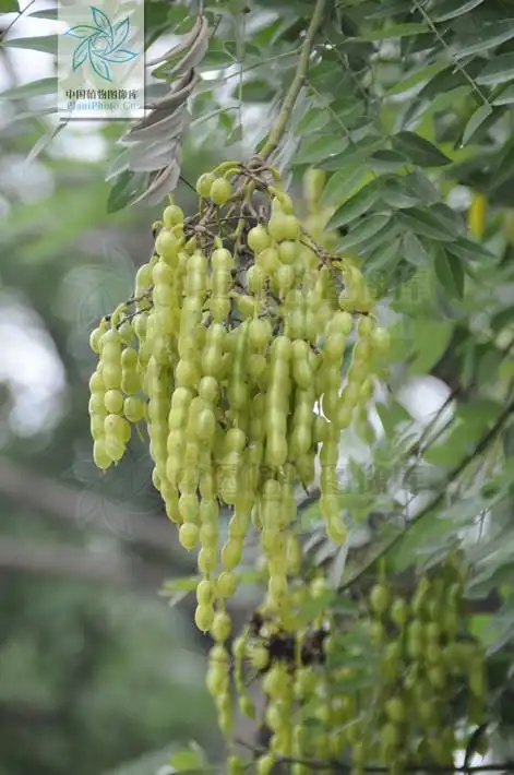 这是什么,槐树上结的,有人收集,有什么用?