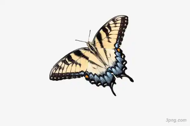 飞翔的蝴蝶png素材透明免抠图片动植人物